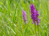 Wild marsh orchids between grass  Wild marsh orchids between grass : Dactylorhiza majalis, Netherlands, atmosphere, copy space, dactylorhiza, england, field, flora, flower, grass, green, insect, landscape, macro, marsh, meadow, mood, natural, nature, one, orchid, orchidaceae, pasture, pink, plant, praetermissa, purple, rural, somerset, southern, spring, summer, tall, vegetation, vertical, wild, wildflower