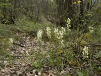 Dactylorhiza markusii 10, Saxifraga-Willem van Kruijsbergen