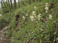 Dactylorhiza markusii 13, Saxifraga-Willem van Kruijsbergen