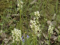 Dactylorhiza markusii 14, Saxifraga-Willem van Kruijsbergen