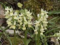 Dactylorhiza markusii 16, Saxifraga-Willem van Kruijsbergen