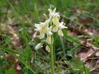 Dactylorhiza markusii 27, Saxifraga-Hans Dekker
