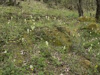 Dactylorhiza markusii 8, Saxifraga-Willem van Kruijsbergen