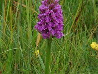 Dactylorhiza praetermissa 14,  Rietorchis, Saxifraga-Willem van Kruijsbergen