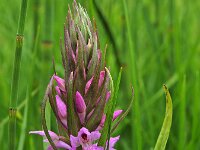 Dactylorhiza praetermissa 15,  Rietorchis, Saxifraga-Hans Dekker