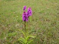 Dactylorhiza praetermissa 17,  Rietorchis, Saxifraga-Peter Meininger