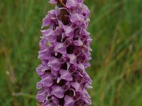 Dactylorhiza praetermissa 18,  Rietorchis, Saxifraga-Willem van Kruijsbergen