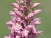 Dactylorhiza praetermissa 22,  Rietorchis, Saxifraga-Hans Dekker