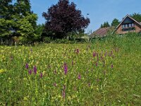 Dactylorhiza praetermissa 4,  Rietorchis, Saxifraga-Hans Dekker