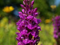 Dactylorhiza praetermissa 5,  Rietorchis, Saxifraga-Hans Dekker