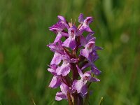 Dactylorhiza praetermissa 7,  Rietorchis, Saxifraga-Hans Dekker