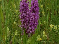 Dactylorhiza praetermissa 9,  Rietorchis, Saxifraga-Willem van Kruijsbergen