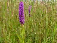 Dactylorhiza praetermissa ssp junialis 139,  Rietorchis, Saxifraga-Ed Stikvoort