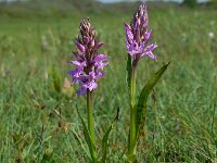 Dactylorhiza praetermissa ssp junialis 141,  Rietorchis, Saxifraga-Ed Stikvoort