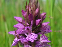Dactylorhiza praetermissa ssp junialis 164, Gewone Rietorchis, Saxifraga-Ed Stikvoort