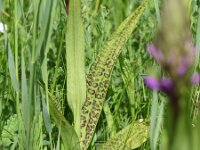 Dactylorhiza praetermissa ssp junialis 168,  Rietorchis, Saxifraga-Sonja Bouwman  554. Gevlekte rietorchis - Dactylorhiza praetermissa ssp. junialis - Orchidaceae familie (i)