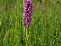Dactylorhiza praetermissa ssp junialis 27,  Rietorchis, Saxifraga-Hans Dekker