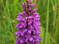 Dactylorhiza praetermissa ssp junialis 41,  Rietorchis, Saxifraga-Hans Dekker