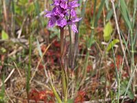 Dactylorhiza praetermissa ssp junialis 42,  Rietorchis, Saxifraga-Hans Dekker