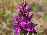 Dactylorhiza praetermissa ssp junialis 43,  Rietorchis, Saxifraga-Hans Dekker