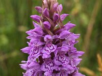 Dactylorhiza praetermissa ssp junialis 44,  Rietorchis, Saxifraga-Hans Dekker