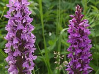 Dactylorhiza praetermissa ssp junialis 48,  Rietorchis, Saxifraga-Hans Dekker
