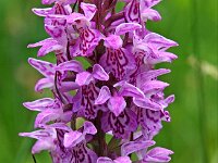Dactylorhiza praetermissa ssp junialis 90,  Rietorchis, Saxifraga-Hans Dekker