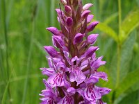 Dactylorhiza praetermissa ssp junialis 91,  Rietorchis, Saxifraga-Hans Dekker