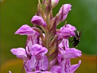 Dactylorhiza praetermissa ssp junialis 93,  Rietorchis, Saxifraga-Hans Dekker