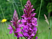 Dactylorhiza praetermissa ssp praetermissa 32,  Rietorchis, Saxifraga-Hans Dekker