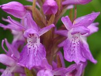 Dactylorhiza praetermissa ssp praetermissa 51,  Rietorchis, Saxifraga-Hans Dekker