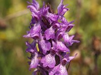 Dactylorhiza praetermissa ssp praetermissa 54,  Rietorchis, Saxifraga-Hans Dekker