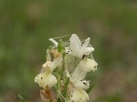 Dactylorhiza romana 10, Saxifraga-Dirk Hilbers