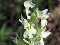 Dactylorhiza romana 13, Saxifraga-Hans Dekker