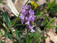Dactylorhiza romana 14, Saxifraga-Hans Dekker
