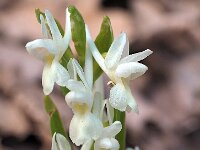 Dactylorhiza romana 15, Saxifraga-Hans Dekker