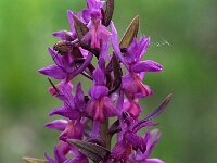 Dactylorhiza romana 21, Saxifraga-Hans Dekker