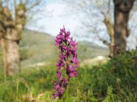 Dactylorhiza romana 23, Saxifraga-Hans Dekker