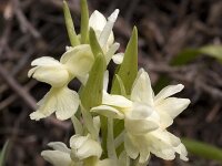 Dactylorhiza romana : Dactylorhiza, Gebied, Israel, Orchid, www.Saxifraga.nl