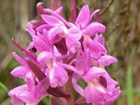 Dactylorhiza romana 6, Saxifraga-Hans Dekker