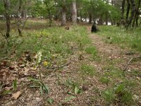 Dactylorhiza romana 9, Saxifraga-Dirk Hilbers