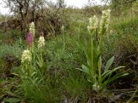 Dactylorhiza romana ssp georgica 25, Gelig handekenskruid, Saxifraga-Ed Stikvoort : Jerevan - Areni - Noravank s9900