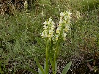 Dactylorhiza romana ssp georgica 26, Gelig handekenskruid, Saxifraga-Ed Stikvoort : Jerevan - Areni - Noravank A900