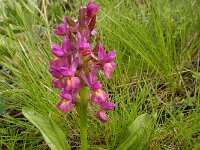 Dactylorhiza romana ssp georgica 30, Gelig handekenskruid, Saxifraga-Ed Stikvoort : Jerevan - Areni - Noravank s9900