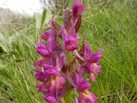 Dactylorhiza romana ssp georgica 32, Gelig handekenskruid, Saxifraga-Ed Stikvoort : Jerevan - Areni - Noravank s9900