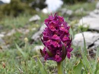 Dactylorhiza sambucina 89, Saxifraga-Luuk Vermeer