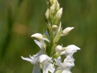 Dactylorhiza transylvanica 1, Saxifraga-Hans Dekker