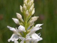 Dactylorhiza transylvanica 2, Saxifraga-Hans Dekker