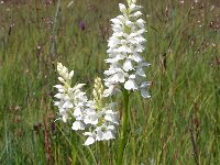 Dactylorhiza transylvanica 4, Saxifraga-Hans Dekker