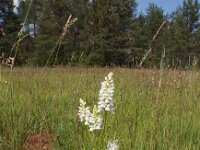 Dactylorhiza transylvanica 5, Saxifraga-Hans Dekker